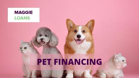 Get personal loans for pet financing, pay vet bills, buy a dog or another pet.